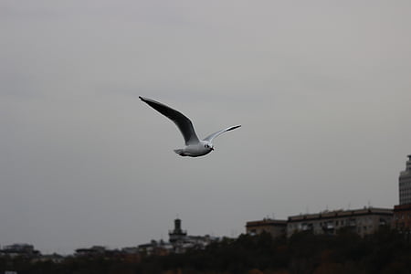 Seagull, vit, flyg