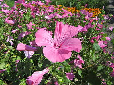 розовый цветок, Блум, Цветы, Лето, растения, садовые растения, процветать