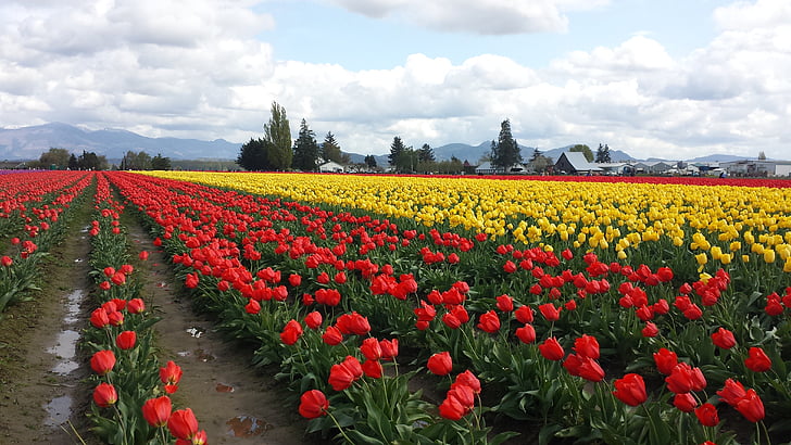 Tulip, tulipanes, rojo, flores, bulbos de, cielo, campo