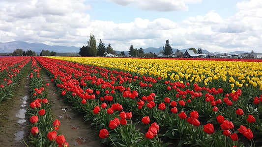 Tulipa, tulipes, vermell, flors, bombetes, cel, camp