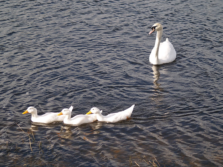 swan, bird, lake, wing, feather, wildlife, flight