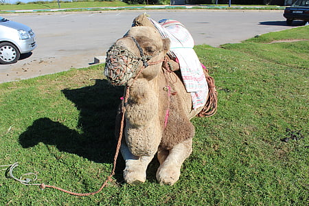 travel, morocco, camel