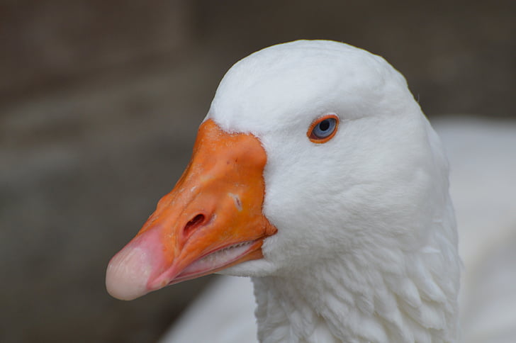 kachna, Zoo, drůbež