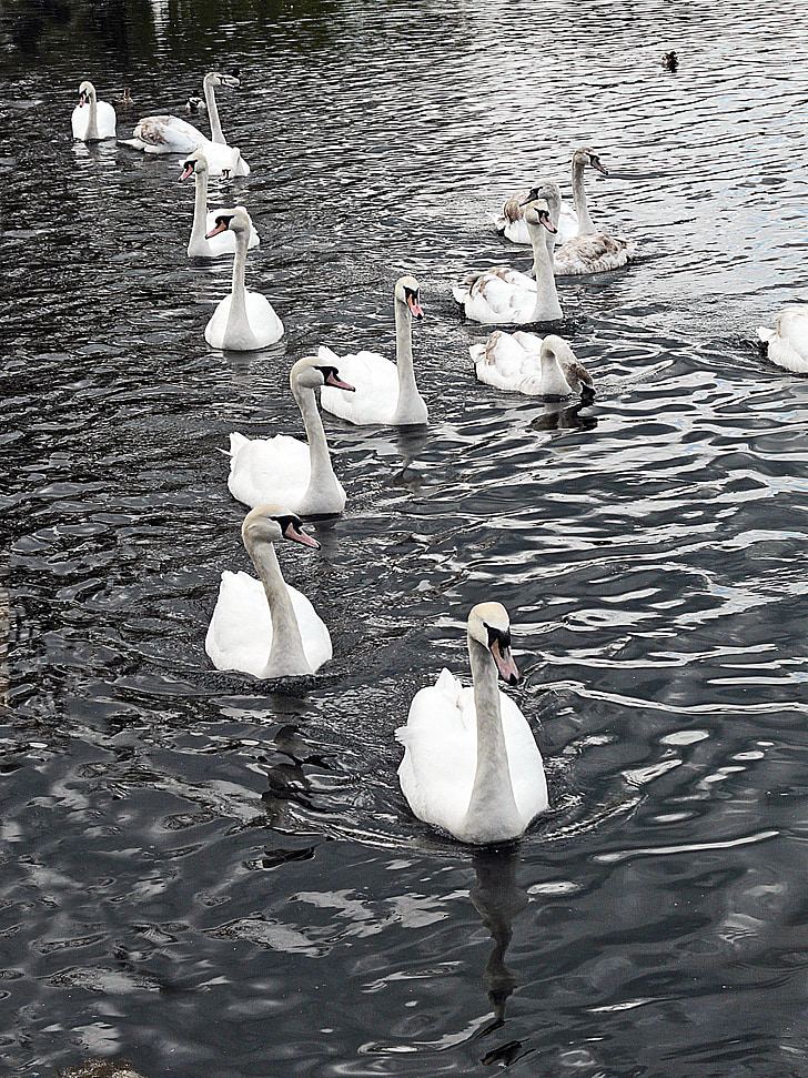 swans, water, bird, nature, lake, white, elegance