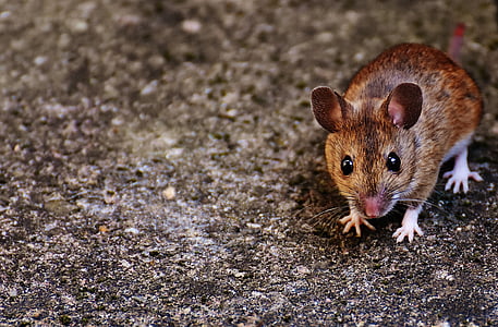 mouse, rodent, cute, mammal, nager, nature, animal
