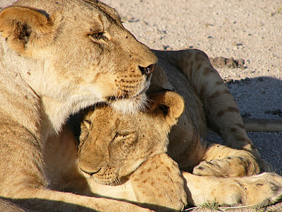 pui, leoaica, natura, feline, faunei sălbatice, Leul - felină, Africa
