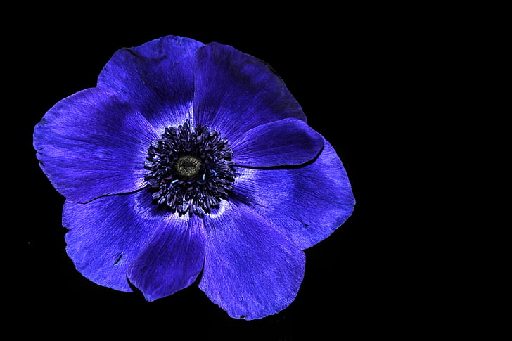anémona, hahnenfußgewächs, azul, fondo negro, púrpura, flor, estudio tiro