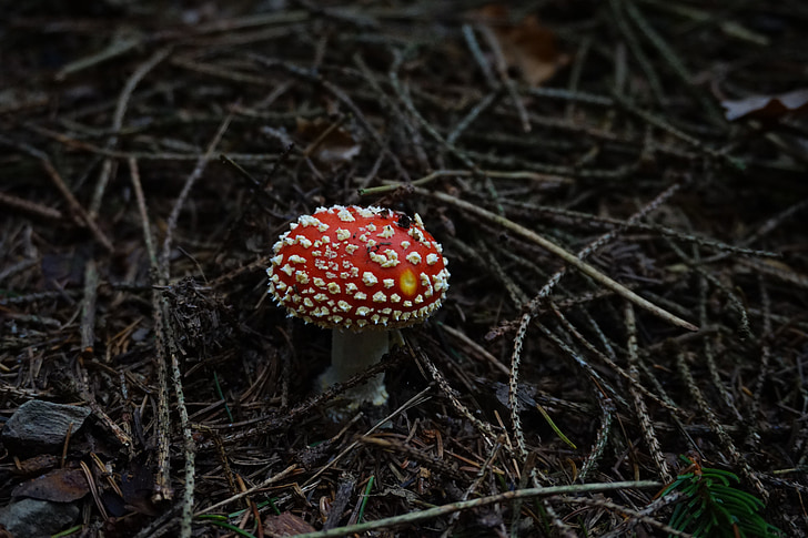 Amanita muscaria, fungo, foresta, pavimento della foresta, rami, estetica, abete rosso