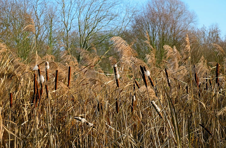 cattail, reed, plant, nature, kanonenputzer, winter, agriculture