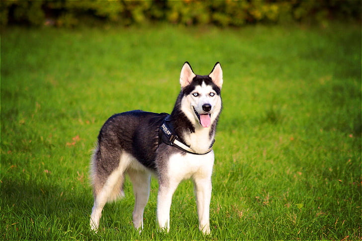 Husky, siberiano, perro, mascota, animal, lindo, naturaleza