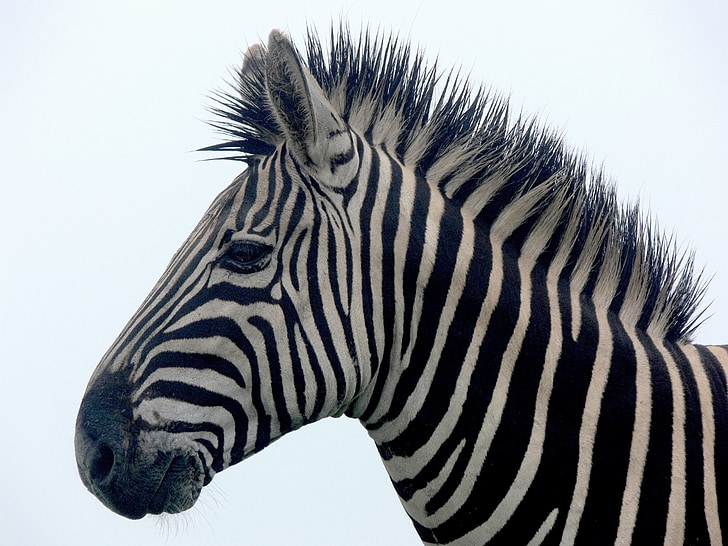 Zebra, csíkok, elszigetelt, sörény, nedves, vadon élő állatok, Afrika