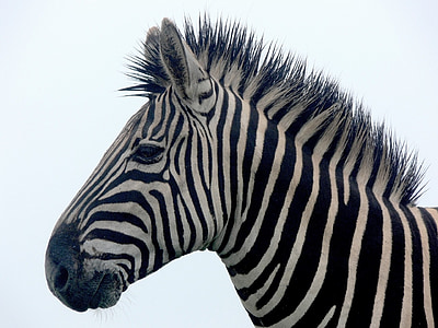 Zebra, garis-garis, terisolasi, surai, basah, satwa liar, Afrika
