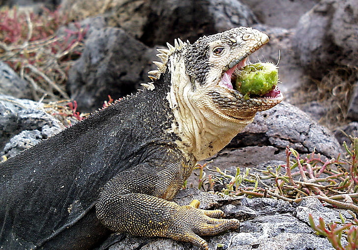 Iguana, Galapagos, Kadal, Ekuador, hewan, reptil, Makan