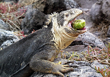 Iguana, Galapagos, øgle, Ecuador, dyr, Reptile, fôring