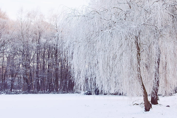 vintrig, vinter, landskap, snö, snöig, Winter magic, kvällshimmel