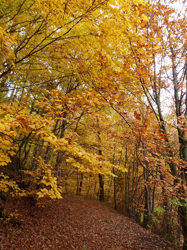 rudenį, miško, rudens miško, metų laiku, Gamta, medžiai, lapų