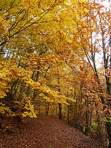 herfst, bos, herfst bos, tijd van het jaar, natuur, bomen, blad