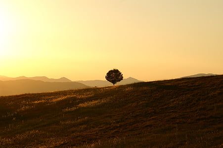 tree, solitary, landscape, umbria, setting sun, sunset, nature