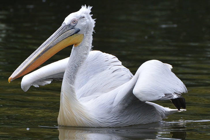 Pelican, sayap, paruh, burung, renang, unggas air, hewan