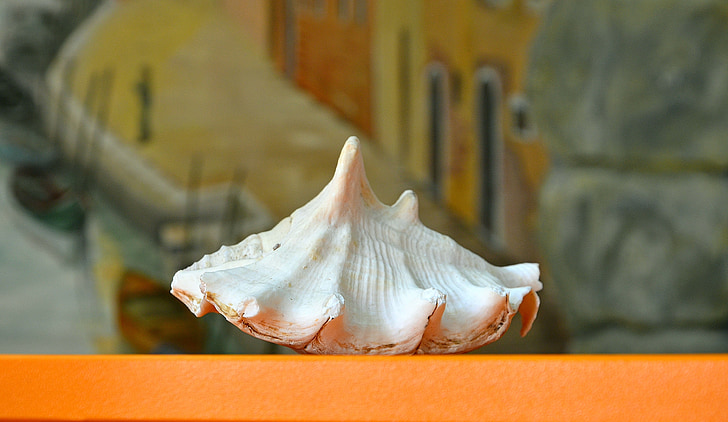 shell, achtergrond, scène, Closeup