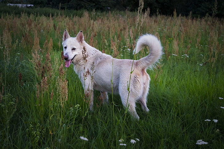 cane, bianco, prato