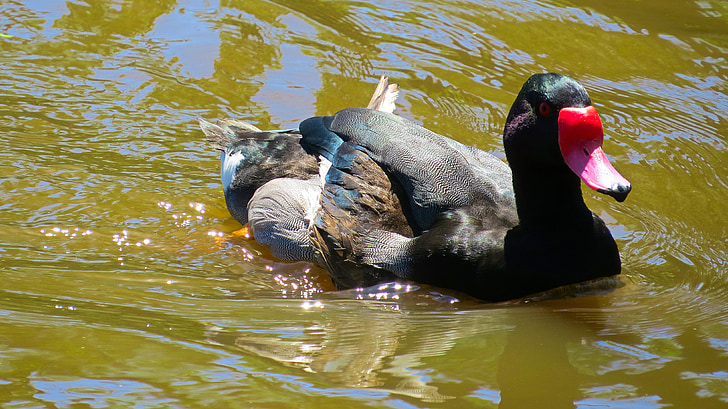 Mallard, raţă, pasăre, Lacul