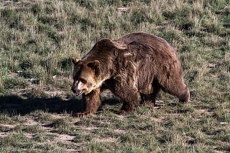 grizzly bear, grizzly, bear, predator, wild animal, dangerous, wildlife