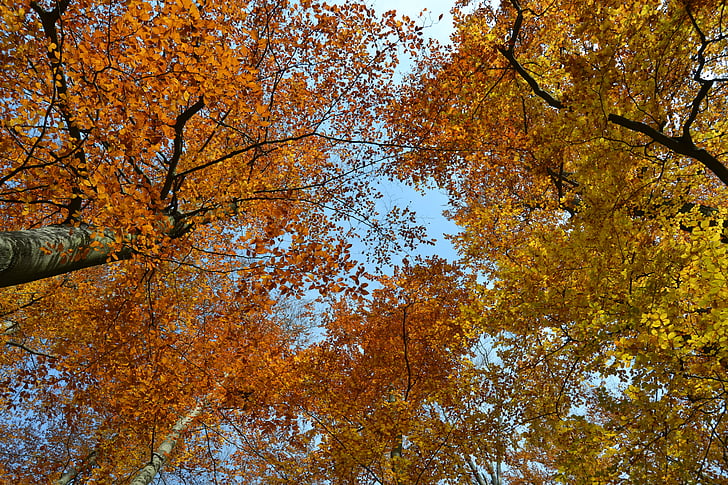 trees, fall, leaves, sky, autumn, october