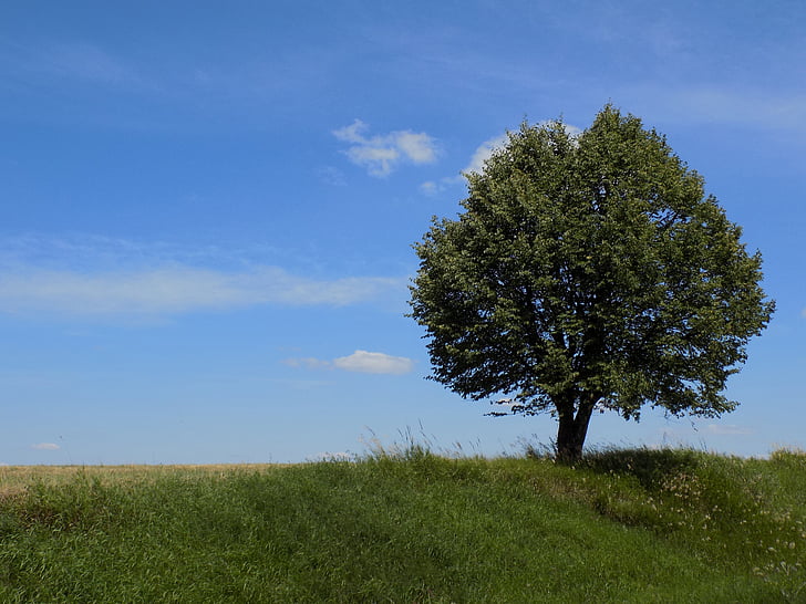 tree, nature, plant, green, spring, landscape, grass