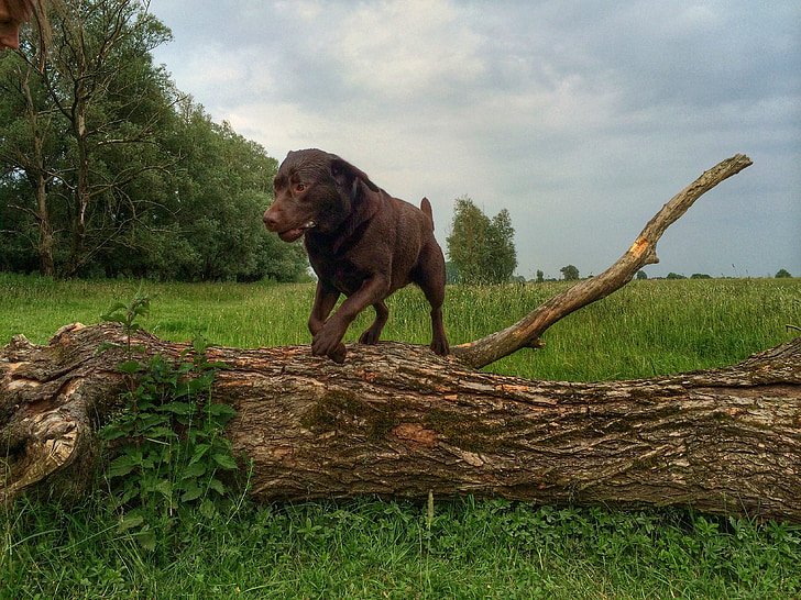 hond, Labrador, natuur, -stap-springen, boom