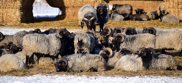 sheep, pasture, animals, horns, winter, hay, straw