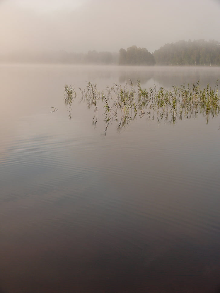sjön, vatten, naturen, landskap, dimma, Reed, Sverige
