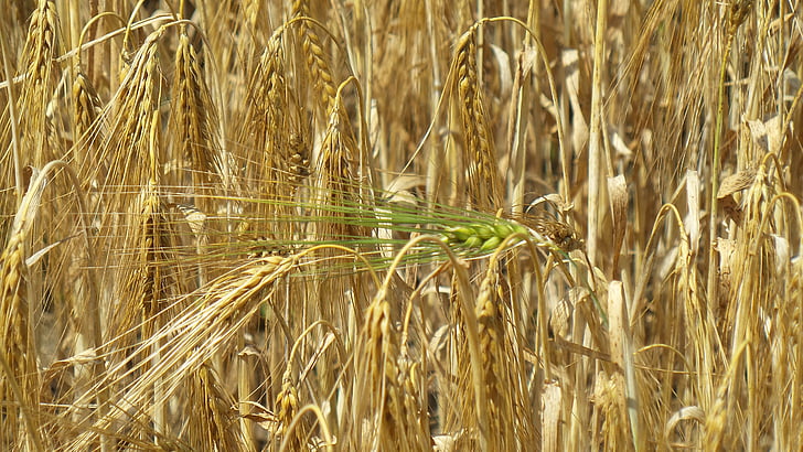 grain, oreille, céréales, domaine, nature, moisson, épi de blé