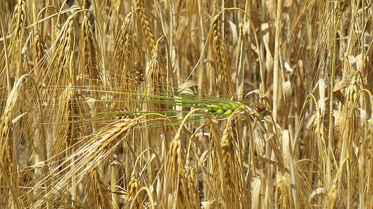 gandum, telinga, sereal, bidang, alam, panen, spike gandum