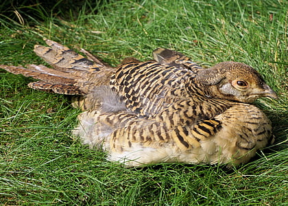 pheasant, goldfasan, female, bird, galliformes, plumage, species