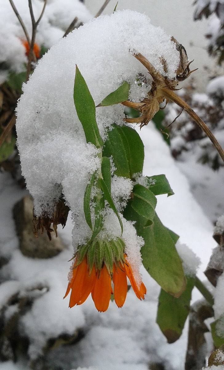 salju, musim dingin, bersalju, bunga, Marigold