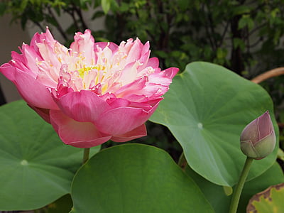 virágok, Lotus, rózsaszín, Lótusz levél, természet, vízinövények, Pink lotus