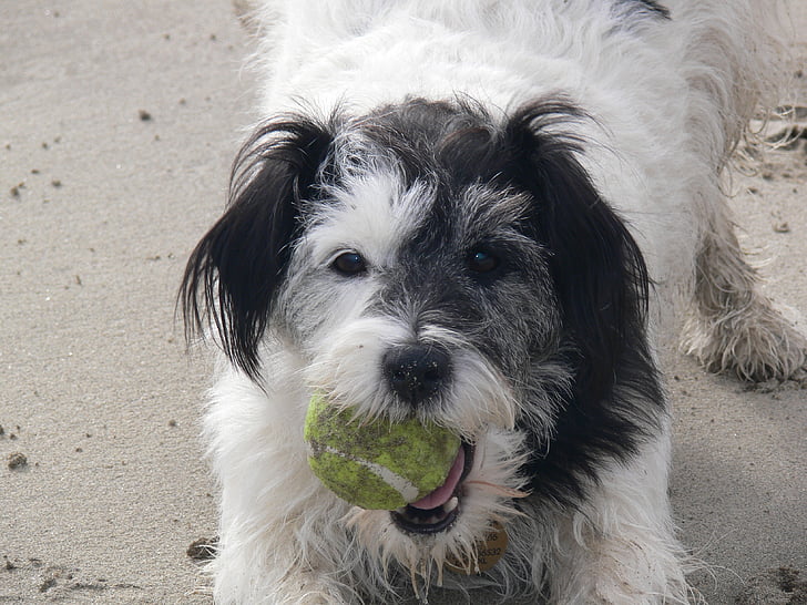 куче, куче с топка, куче на плажа, животните, топка, забавно