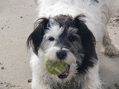pes, pes s míčem, pes na pláži, zvíře, míč, zábava