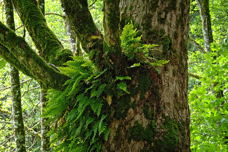 Ivy, Forest, strom, rast, symbióza, Príroda, starý strom