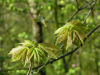 feuilles d’érable, jeunes feuilles, vert frais, Frühlingsanfang, érable, l’éveil du printemps, printemps