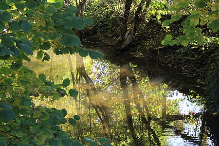 Bach, espelhamento, reflexão, floresta, superfície da água