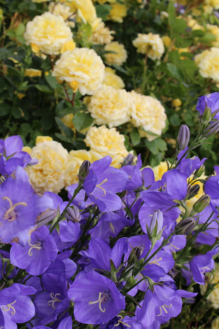 gėlės, violetinė, geltona, sodas, puokštė, krūmas