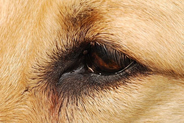 eye, dog, face, close, brown, portrait, pets