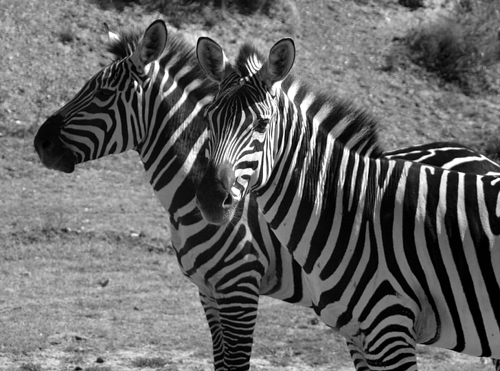 Zebras, raidat, musta ja valkoinen, kaksi, raidallinen, pää, musta