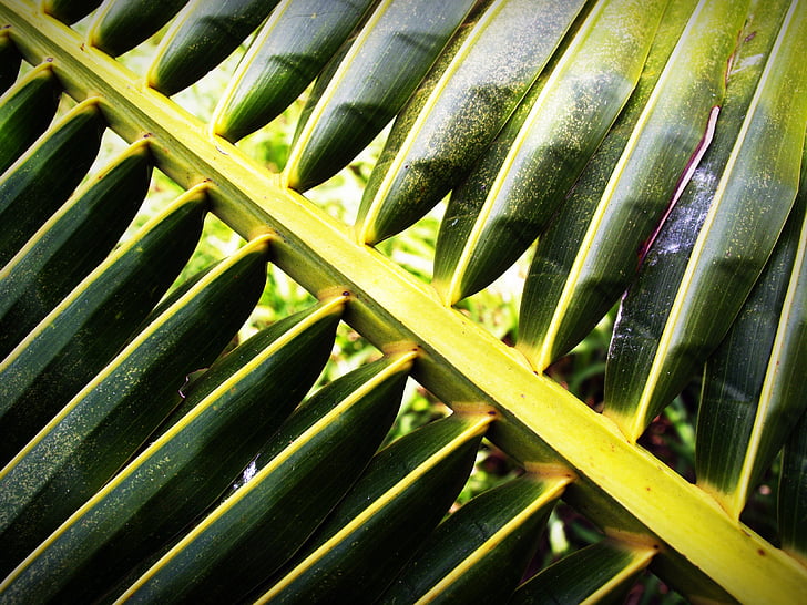 coconut, leaf, palm, closeup, isolated, tree, cycas