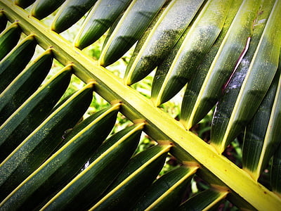 코코넛, 잎, 팜, 근접 촬영, 절연, 트리, cycas