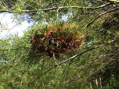 nest, pine, nature, branch, wildlife, forest, park