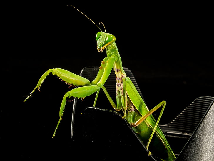 visserij locust, groen, sluiten, Praying mantis, insect, dier, natuur