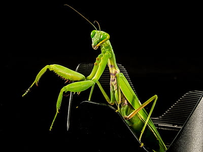 Câu cá locust, màu xanh lá cây, đóng, Praying mantis, côn trùng, động vật, Thiên nhiên